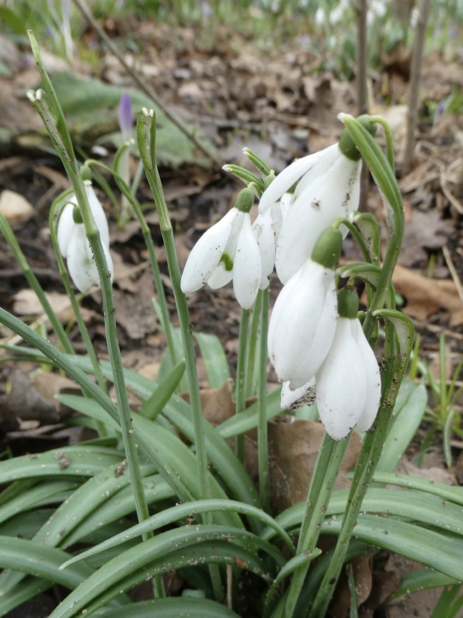 Ook hier... - Planten - 