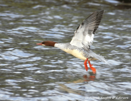 Opvliegende grote Zaagbek