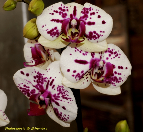 Orchidee ,Phalaenopsis