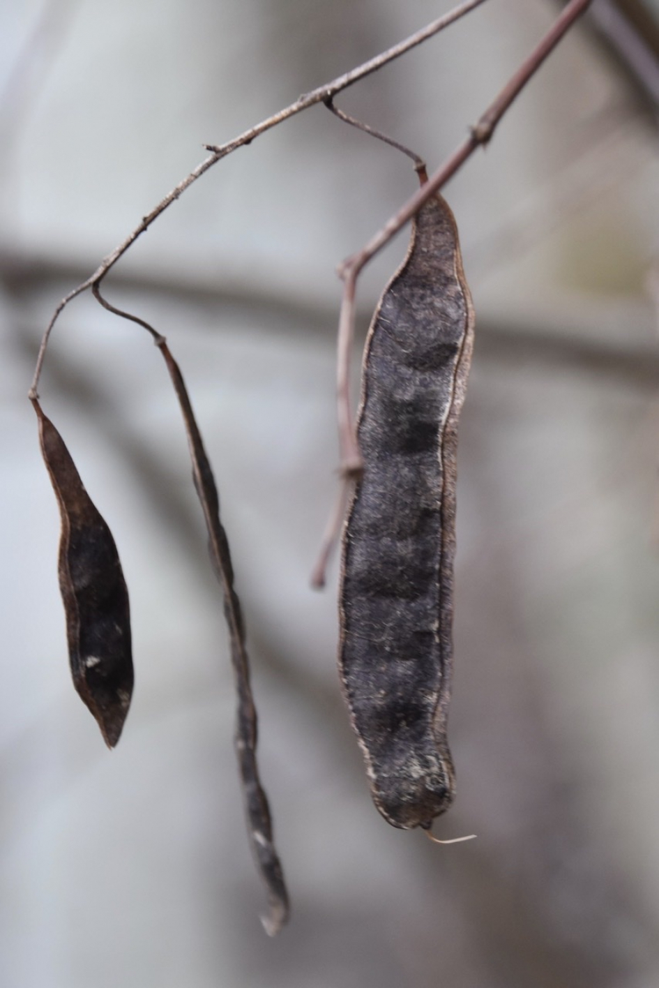 Oude peulen - Planten - 
