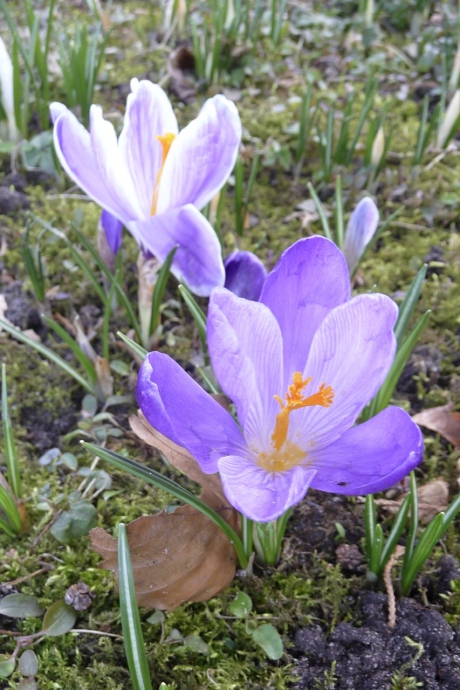 Paarse krokussen