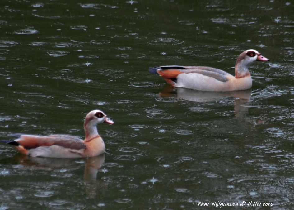 Paartje Nijlganzen - Vogels - Nijlganzen