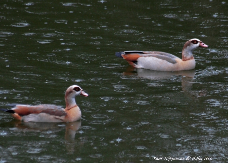Paartje Nijlganzen