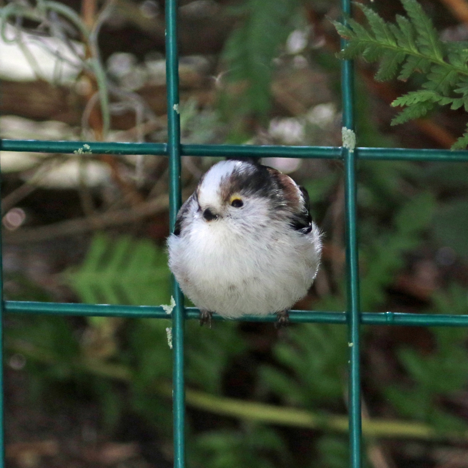 Past precies - Vogels - 