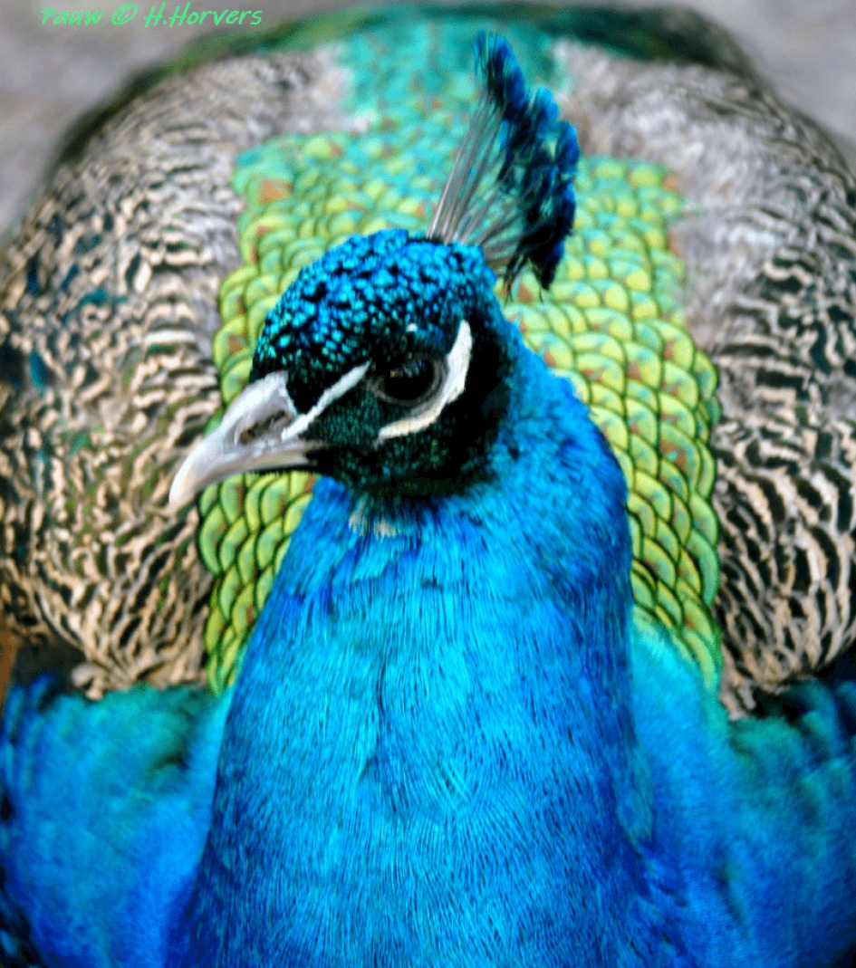 Pauw - Vogels - Pauw