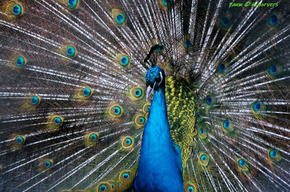 Pauw - Vogels - Pauw