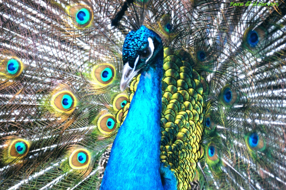 Pauw - Vogels - Pauw