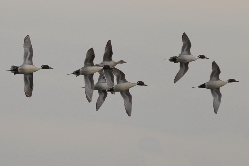 pijlstaart - Vogels - pijlstaart
