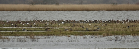 Pijlstaart verzameling