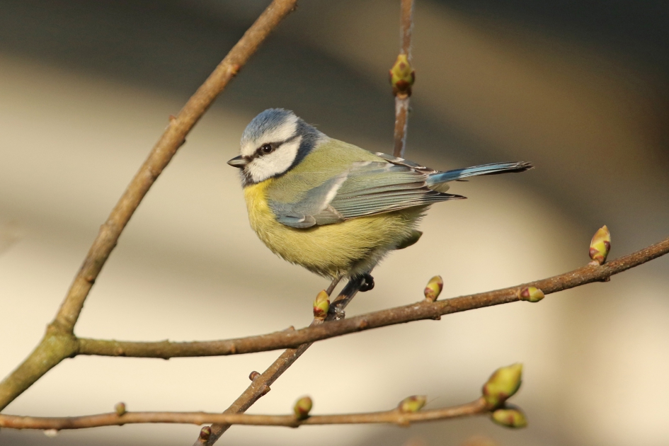 Pimpelmees - Vogels - 