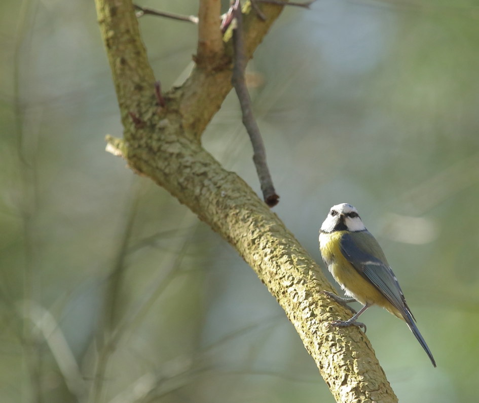 pimpelmees in een streepje zonlicht - Vogels - pimpelmees