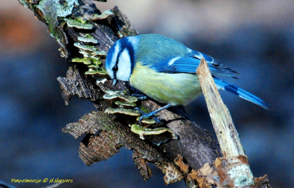 Pimpelmeesje. - Vogels - Pimpelmeesje.