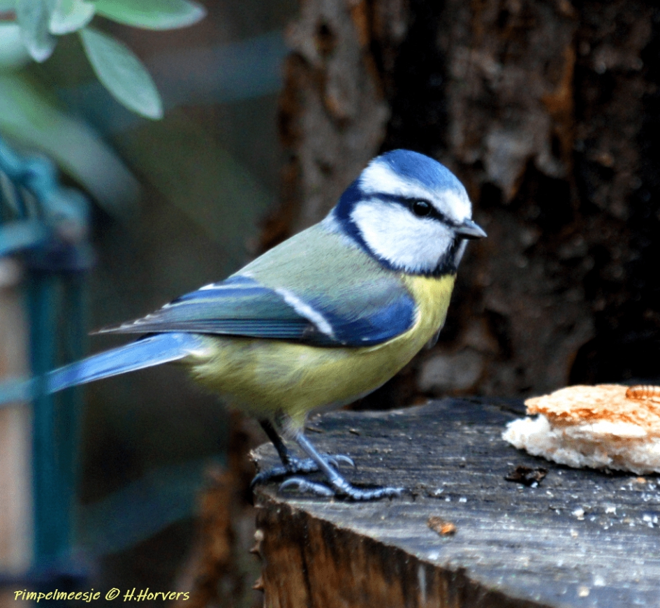 Pimpelmeesje - Vogels - Pimpelmeesje