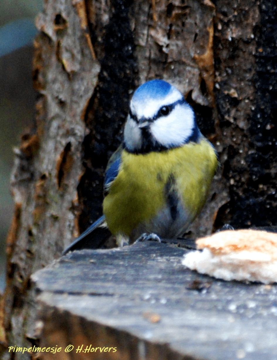 Pimpelmeesje - Vogels - Pimpelmeesje