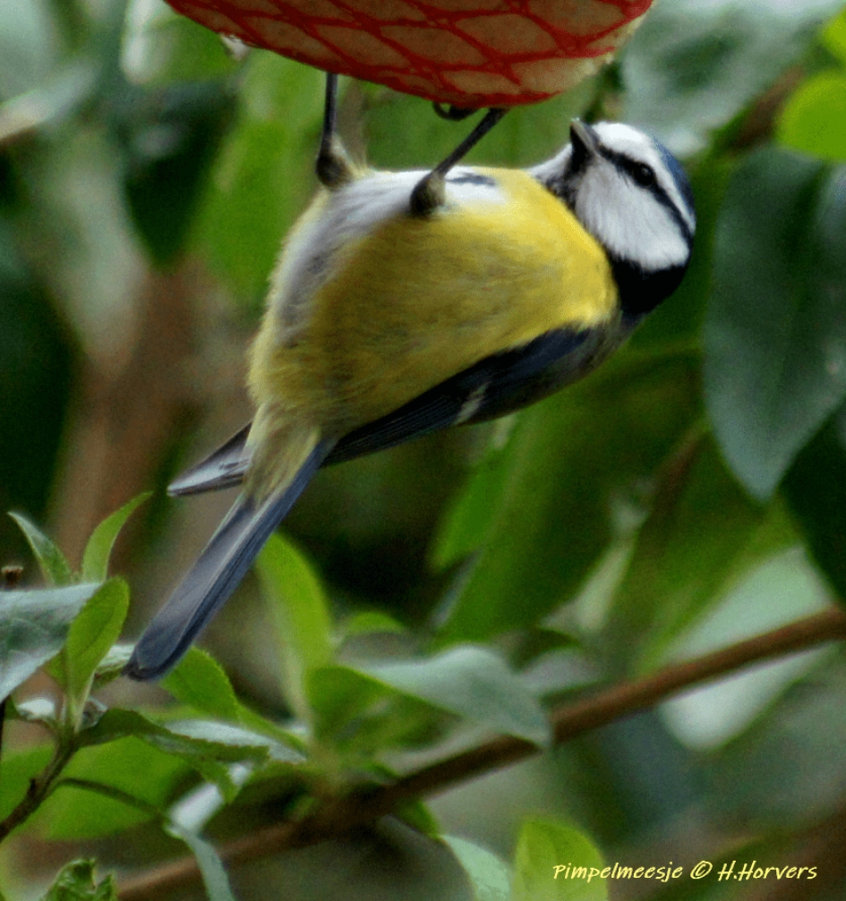Pimpelmeesje - Vogels - Pimpelmeesje