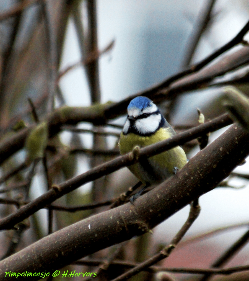 Pimpelmeesje - Vogels - Pimpelmeesje