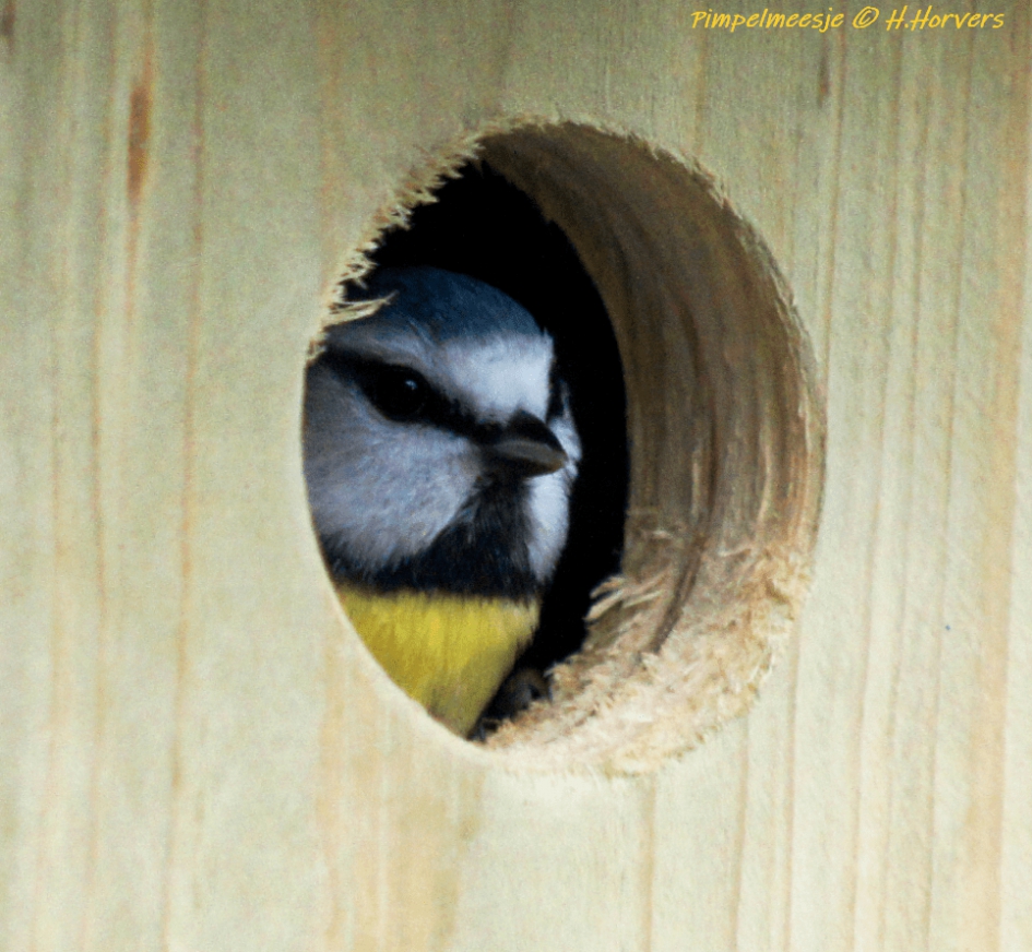Pimpelmeesje in nestkastje - Vogels - Pimpelmeesje