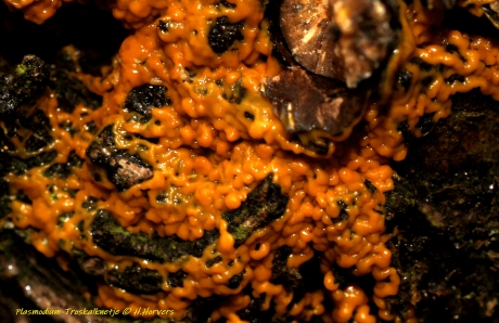 Plasmodium - Troskalknetje.