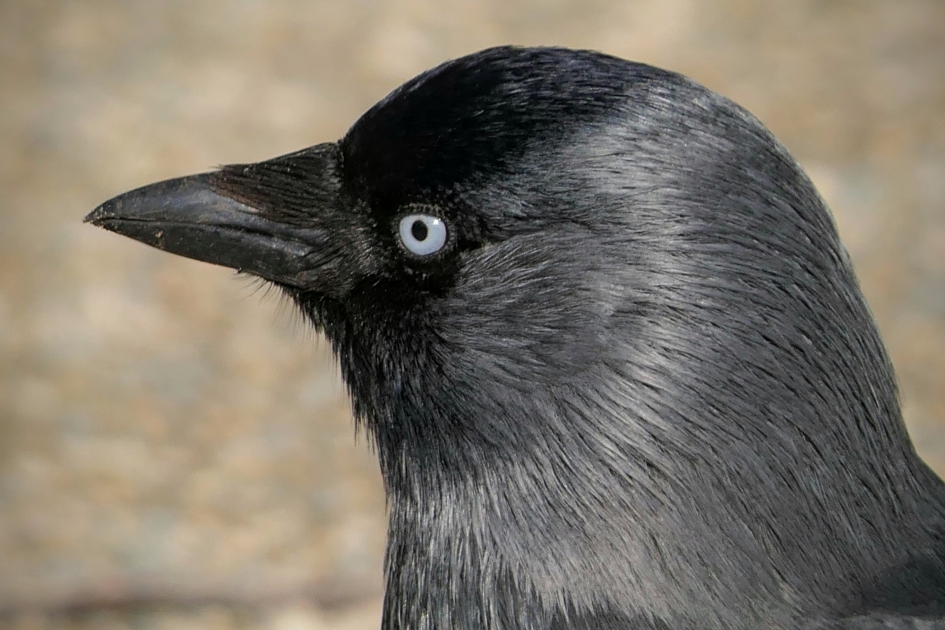 Portret van...... - Vogels - Kauw