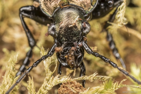 Portret van een.....