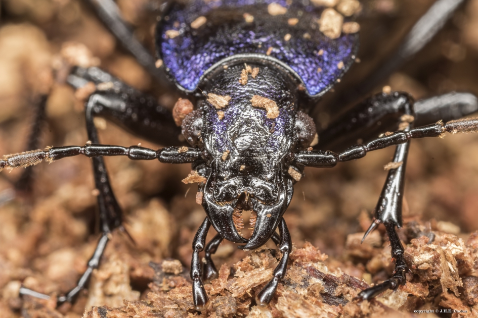 Portret van een..... - Geleedpotigen - Korrelschallebijter
