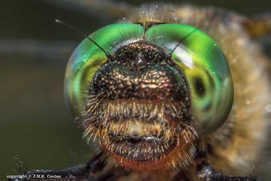 Portret van een..... - Geleedpotigen - Smaragdlibel