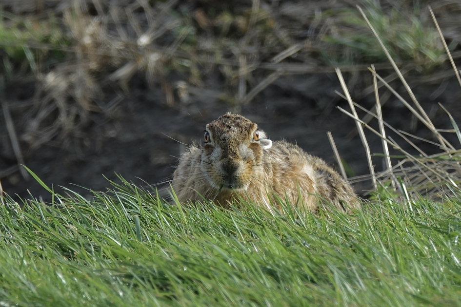 Grote Hazen ogen - Zoogdieren - Haas