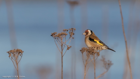 Putter (Carduelis carduelis)