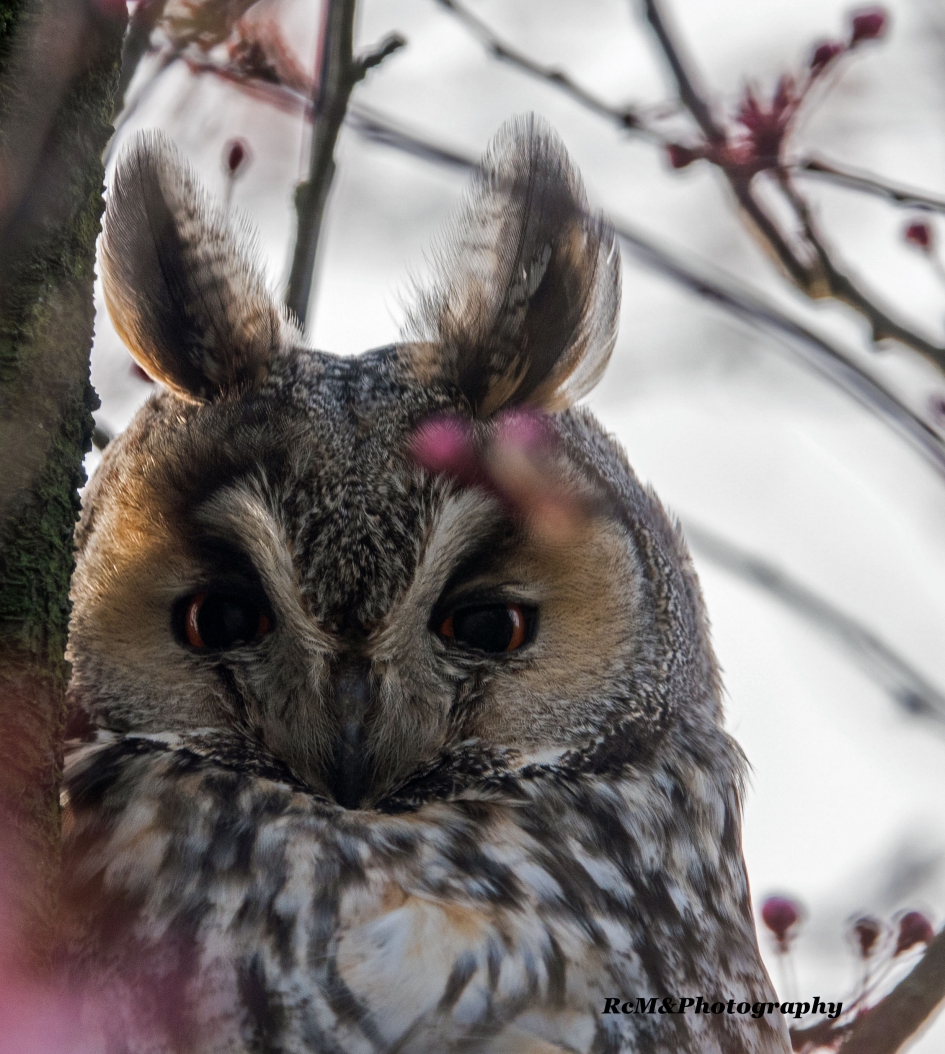 Ransuil. - Vogels - Ransuil.