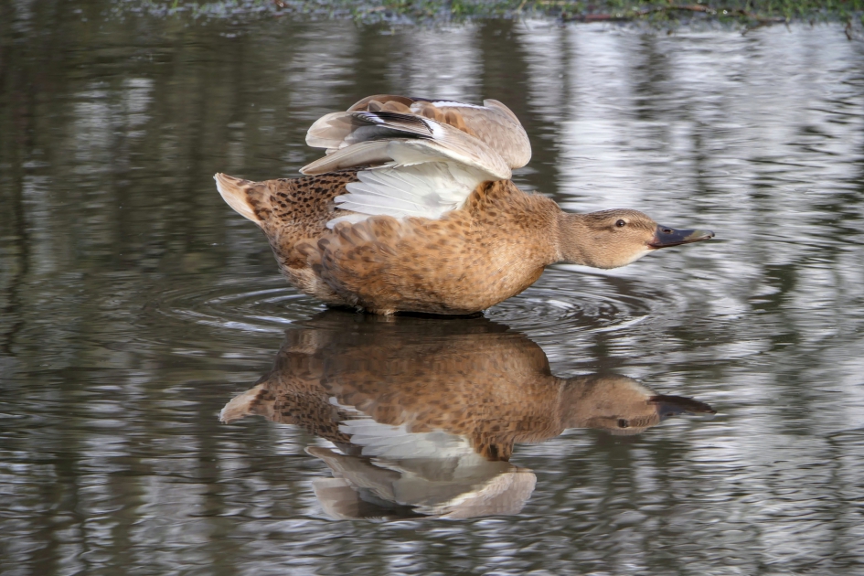 Vrolijke eend. - Vogels - Wilde eend