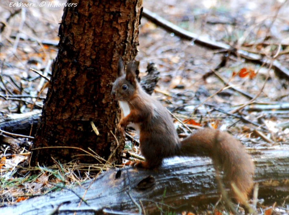 Rode Eekhoorn - Zoogdieren - Rode Eekhoorn