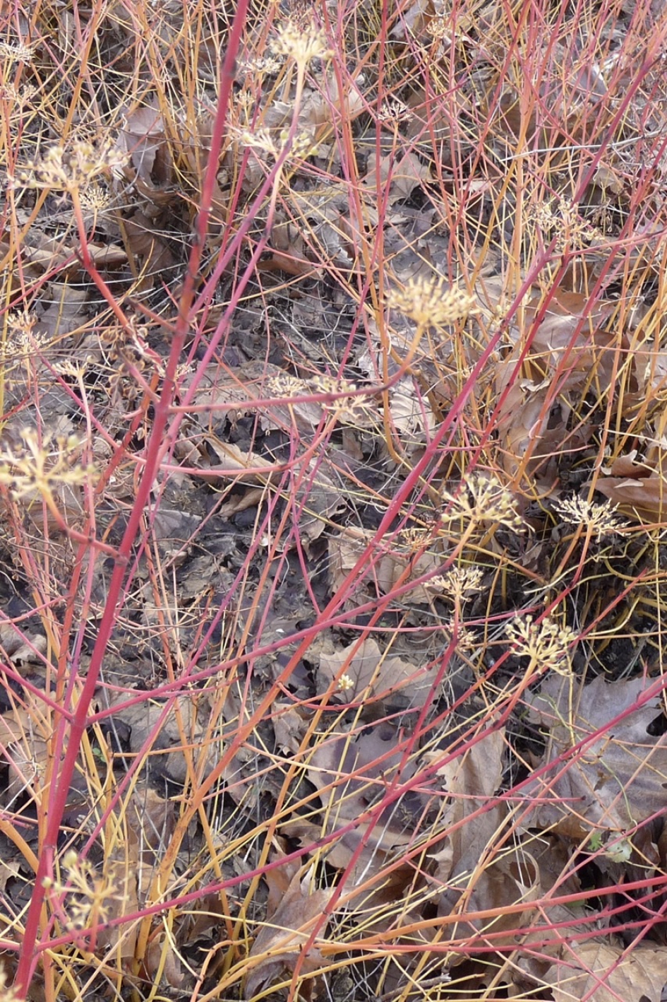 Rode struik - Planten - 