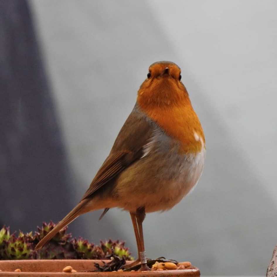 Roodborst - Vogels - 