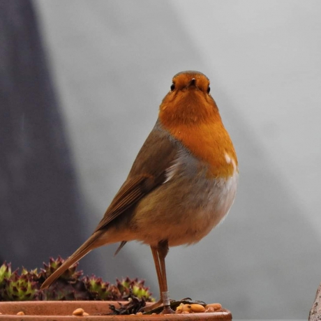 Roodborst