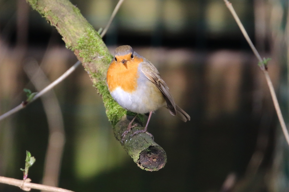 Roodborst - Vogels - 