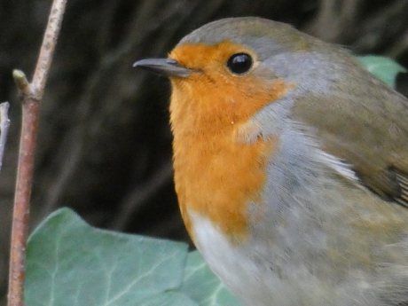 Roodborst