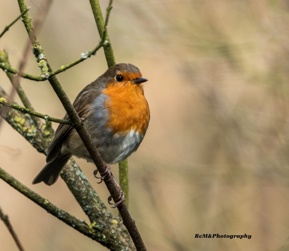 Roodborstje. - Vogels - Roodborstje.