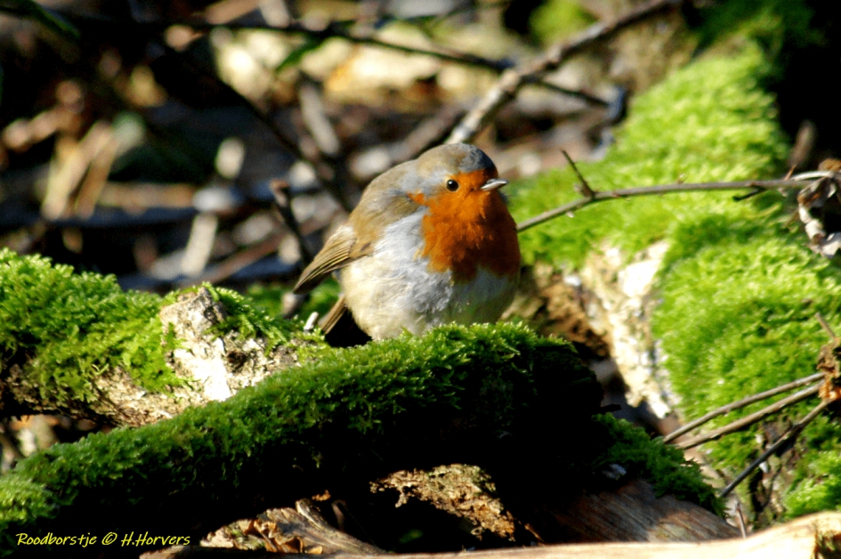 Roodborstje - Vogels - Roodborstje