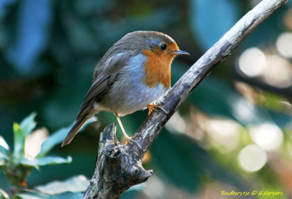 Roodborstje - Vogels - Roodborstje
