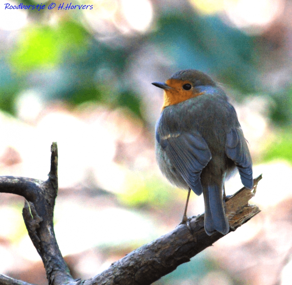 Roodborstje - Vogels - Roodborstje