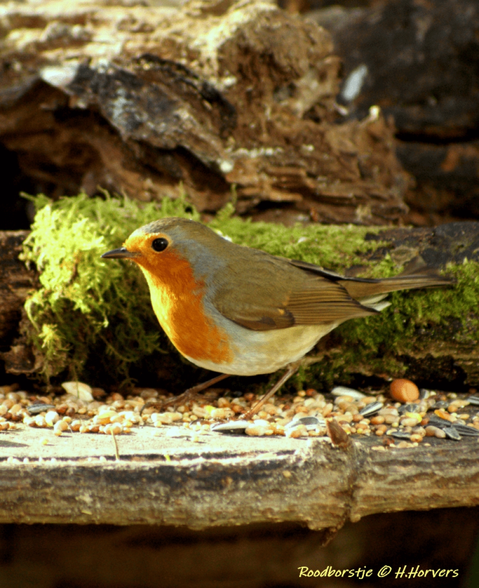 Roodborstje - Vogels - Roodborstje