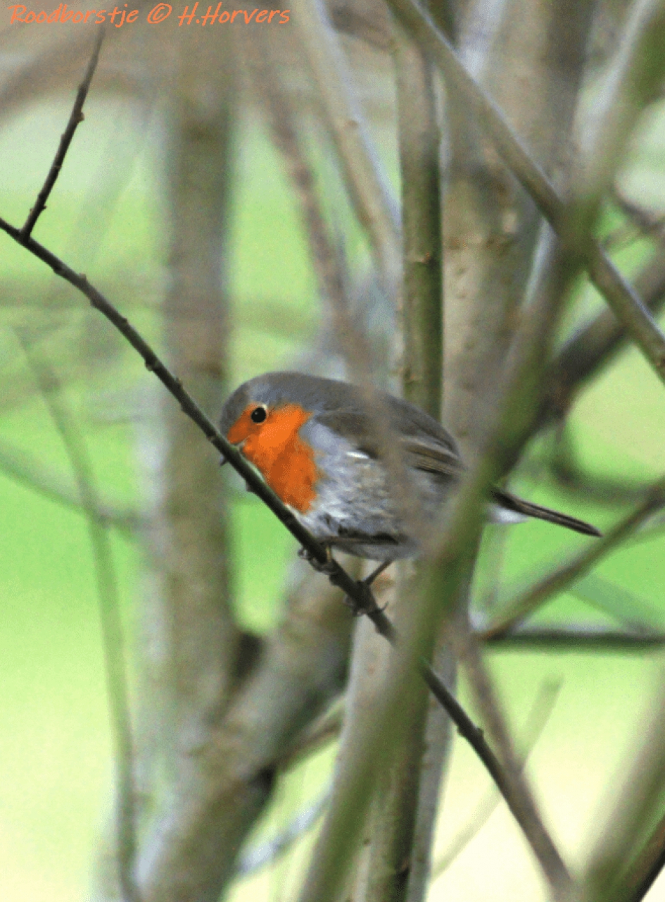 Roodborstje - Vogels - Roodborstje