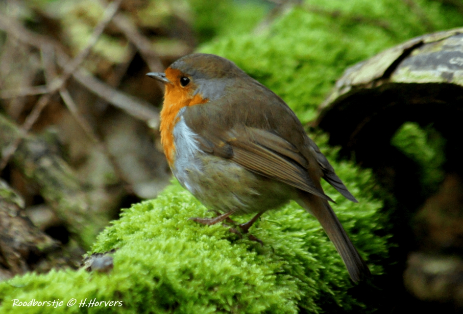 Roodborstje - Vogels - Roodborstje