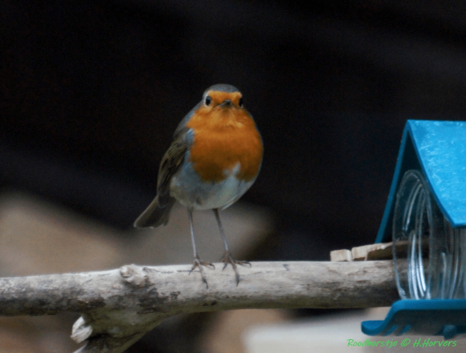 Roodborstje - Vogels - Roodborstje
