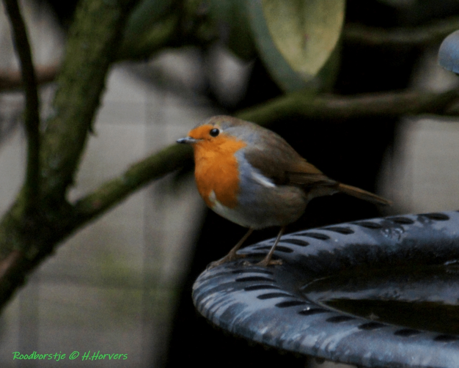 Roodborstje - Vogels - Roodborstje