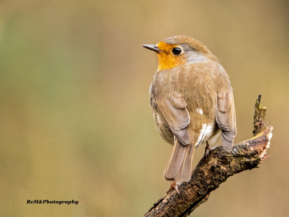 Roodborstje. - Vogels - Roodborstje.