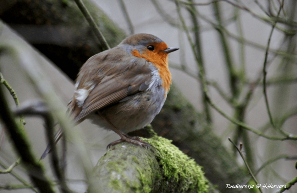 Roodborstje - Vogels - Roodborstje