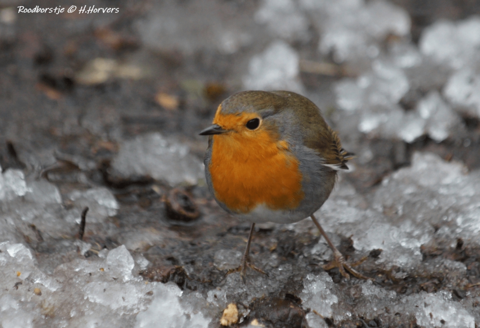 Roodborstje - Vogels - Roodborstje