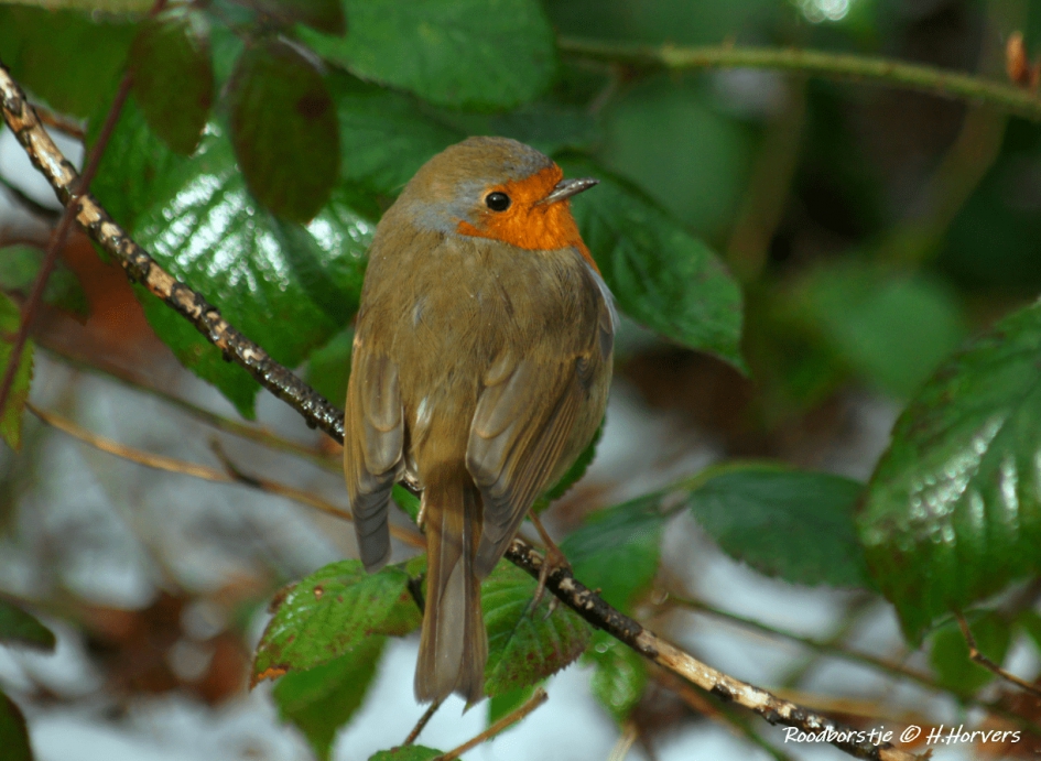 Roodborstje - Vogels - Roodborstje