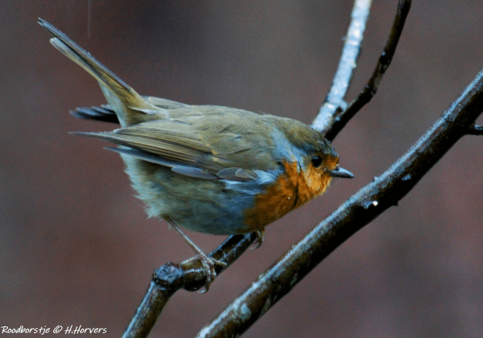 Roodborstje - Vogels - Roodborstje